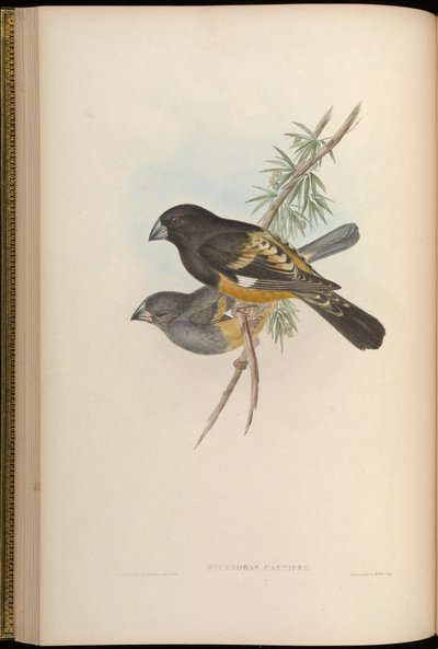 Mycerobas carnipes - John Gould